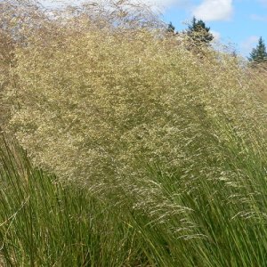 Metlica trsnatá - Deschampsia cespitosa ´GOLDSCHLEIER´,  kont. C2L